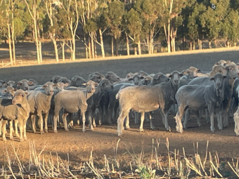 Glendemar Merino Ewes Preg Tested in Lamb x 580