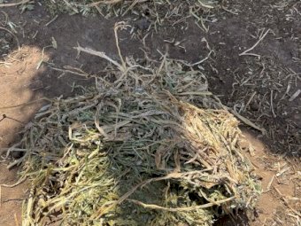 40mt Vetch Hay 650kg 8x4x3 Bales