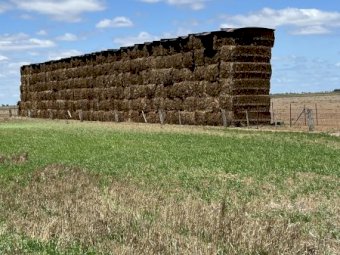 40mt Vetch Hay 650kg 8x4x3 Bales