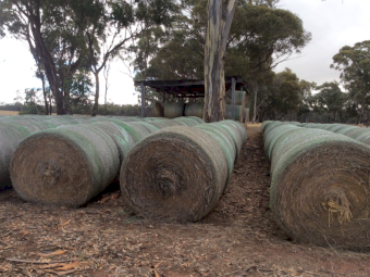 50 x Pasture Hay Round Bales