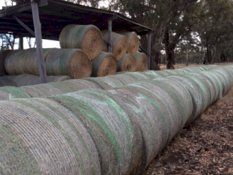 50 x Pasture Hay Round Bales