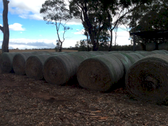50 x Pasture Hay Round Bales
