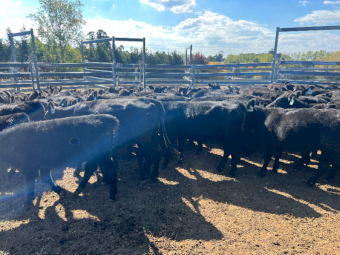 Angus Heifers x 120