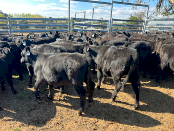 Angus Heifers x 120