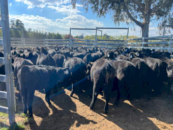 Angus Heifers x 120