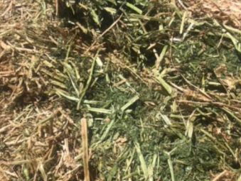 185mt Vetch Hay 635kg 8x4x3 Bales