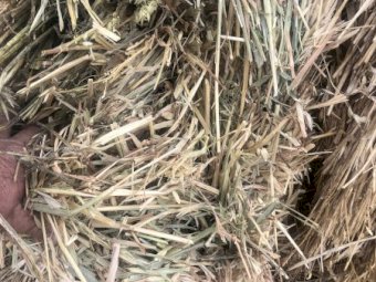 350 x Oaten Hay 8x4x3 Top Bales