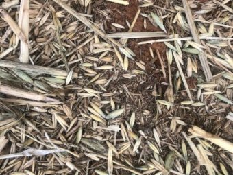 350 x Oaten Hay 8x4x3 Top Bales