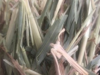 350 x Oaten Hay 8x4x3 Top Bales