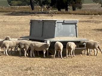 TMR Sheep Feeders