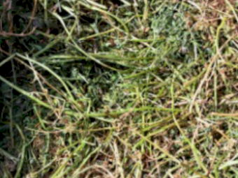 25mt Vetch Hay 600kg 8x4x3 Bales