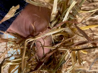 200mt Oaten Hay 8x4x3 Bales