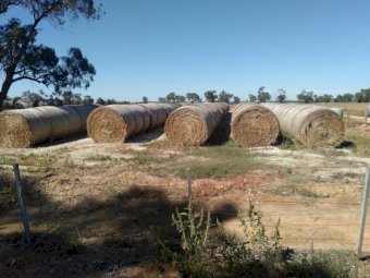 100 x Oaten Hay 450kg 5x4 Round Bales