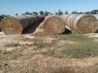 100 x Oaten Hay 450kg 5x4 Round Bales