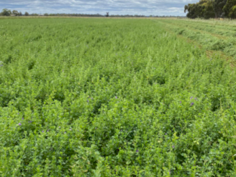 96 x Lucerne Silage 4x4 Rolls