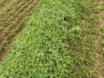 96 x Lucerne Silage 4x4 Rolls