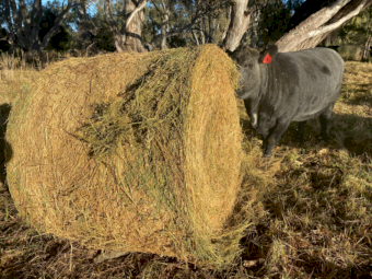 150 x Lucerne Hay 450-475kg 5x4 Rolls