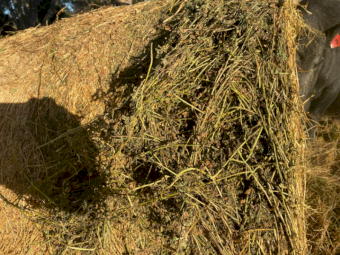 150 x Lucerne Hay 450-475kg 5x4 Rolls