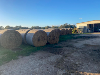 150 x Lucerne Hay 450-475kg 5x4 Rolls