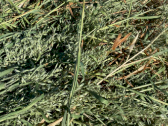 120 x Oaten Hay 450kg+ 5x4 Rolls