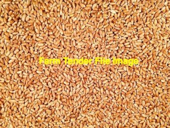Red Wheat  Seed