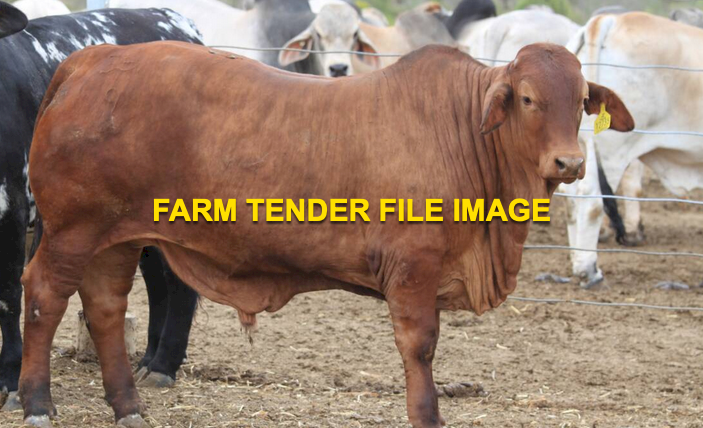 WANTED Store Empty Cows