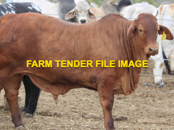 WANTED Store Empty Cows