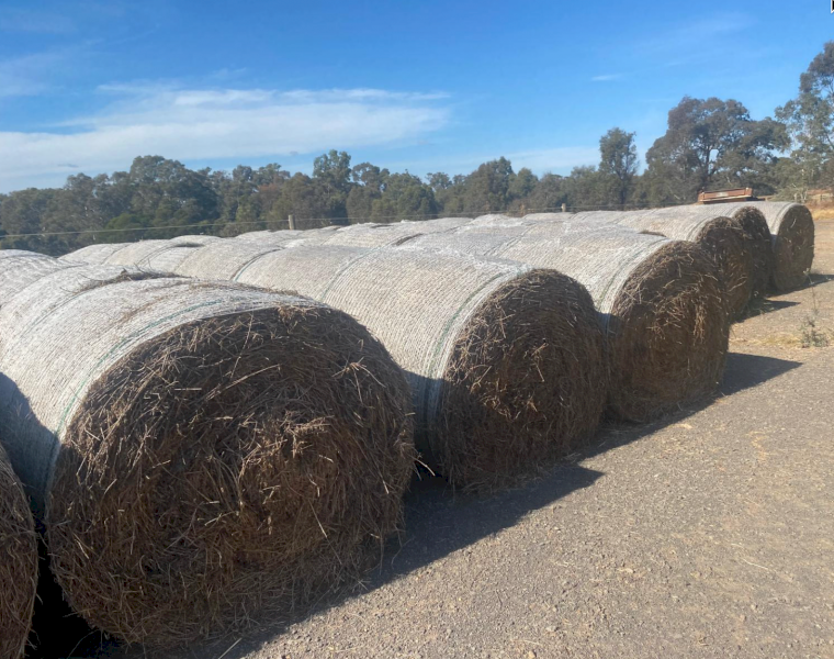 50 x Lucerne Hay 4x4 Rolls