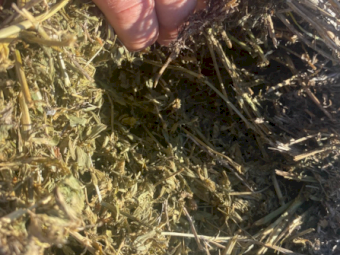 50 x Lucerne Hay 4x4 Rolls