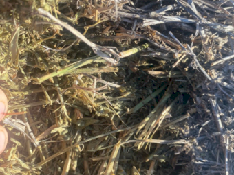 50 x Lucerne Hay 4x4 Rolls