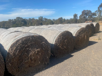 50 x Lucerne Hay 4x4 Rolls