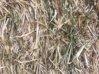 80mt Barley Hay 660kg 8x4x3 Bales