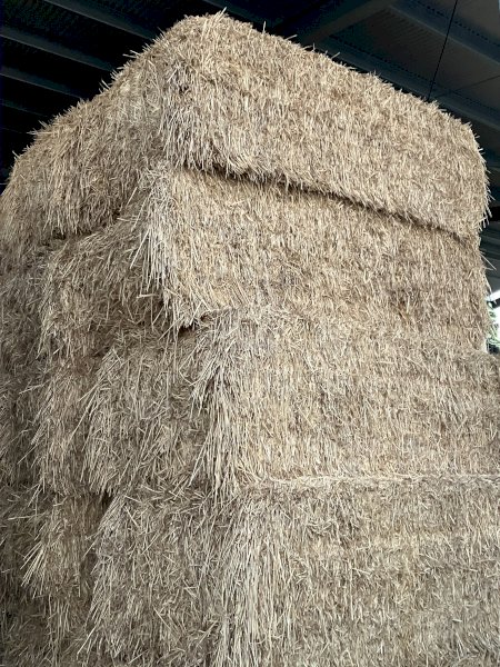 100 X Bennett Forage Wheat Hay 8X4X3 Bales