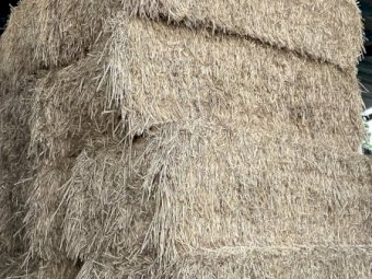 100 X Bennett Forage Wheat Hay 8X4X3 Bales