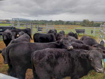 Pure Angus Steers & Heifers x 15