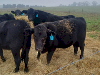 Pure Angus Steers & Heifers x 15