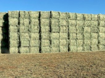 2024 RHODES GRASS HAY - irrigated & fertilised | Farm Tender