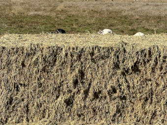 200mt Lucerne Hay 650-700kg 8x4x3 Bales