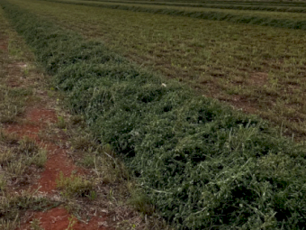 200mt Lucerne Hay 650-700kg 8x4x3 Bales