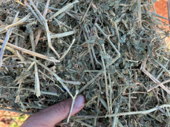 200mt Lucerne Hay 650-700kg 8x4x3 Bales