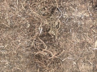 300mt Vetch Hay 600kg 8x4x3 Bales