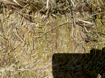 Oaten and Barley Hay with Ryegrass