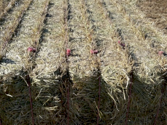 Oaten and Barley Hay with Ryegrass