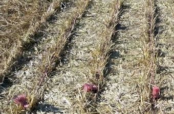Oaten and Barley Hay with Ryegrass