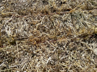 Oaten and Barley Hay with Ryegrass
