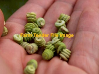 Sephi Barrel Medic Seed