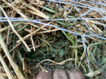 60 x Lucerne Pasture Hay 4x4 Round Bales