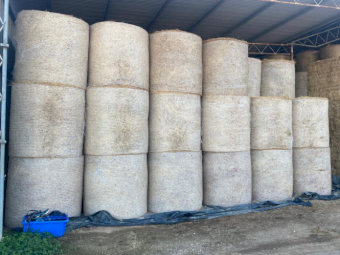 60 x Lucerne Pasture Hay 4x4 Round Bales