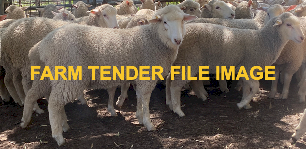 WANTED First Cross Ewes