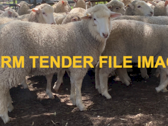 WANTED First Cross Ewes